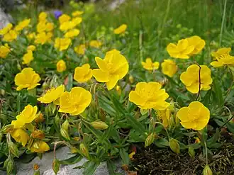 Hélianthème à grandes fleurs