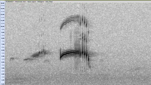 Sonogramme d'un cri typique d'un martinet noir : fréquence maximale dépassant souvent les 5,5 kHz et au delà, fin du cri "hachée".