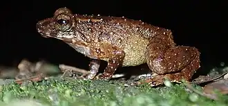 Description de l'image Sooglossus thomasseti.jpg.