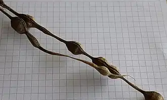 Gousses lomentacées de sophora