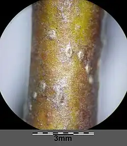 Rameau avec lenticelles