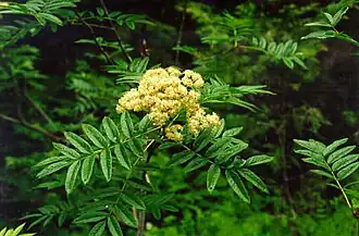 Description de l'image Sorbusscopulina.jpg.