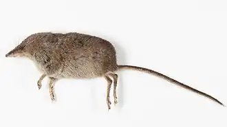 Description de l'image Sorex pacificus.jpg.