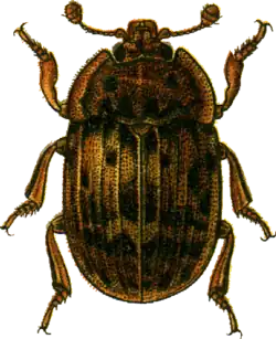 Soronia punctatissima.