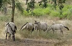 Photo de chevaux à la robe grise broutant des herbes sèches