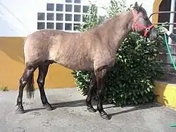 Cheval grisâtre vu de profil.