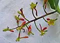 Inflorescence de Souroubea guianensis
