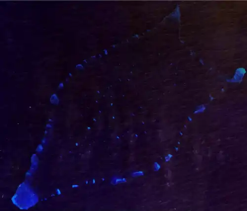 Image satellite du banc Southern prise par la NASA en 2020.