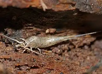 Description de l'image Southern Bristletail (Dilta hibernica) (13538327344).jpg.