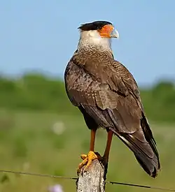 Caracara plancus (Mato Grosso, Brésil)