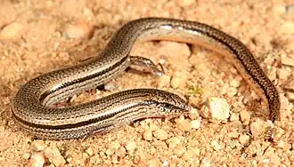 Description de l'image Southern Slider (Lerista dorsalis) (9388392641).jpg.