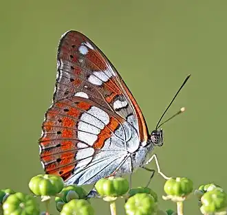 Description de cette image, également commentée ci-après