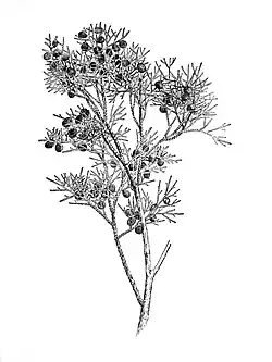 Description de l'image Southern wild flowers and trees (Page 19, Plate VII) BHL23630191.jpg.