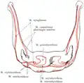 Insertion du muscle constricteur moyen du pharynx sur l'os hyoïde