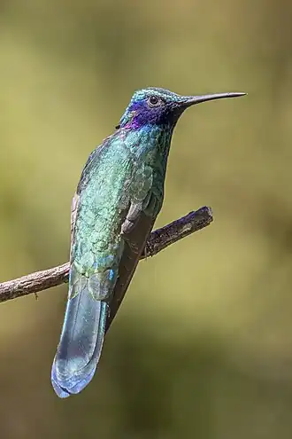 Description de l'image Sparkling violetear (Colibri coruscans coruscans) Caldas.jpg.