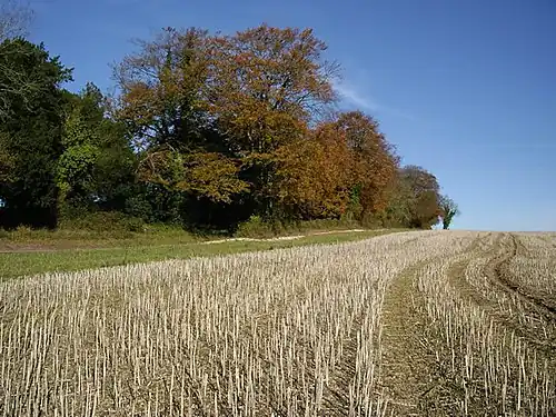 À droite, bosquet ; à gauche, champ moissonné, chaume ; ciel dégagé