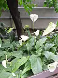 Spathiphyllum cochlearispathum