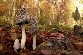 Coprins pie à divers stades de maturité.