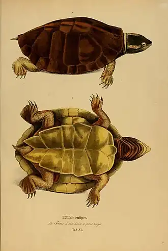 Description de l'image Species novae Testudinum quas in itinere annis 1817-1820 (6279657765).jpg.