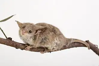 Description de l'image Specimen C 27907 Cercartetus lepidus.jpg.