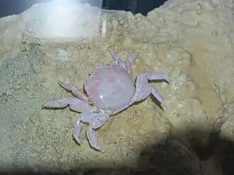 Xenograpsus testudinatus (Xenograpsidae)