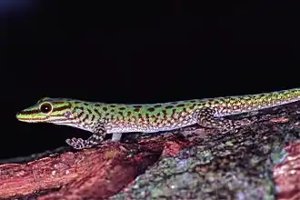 Phelsuma guttata