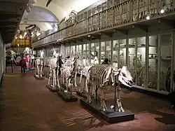 Salle des squelettes.