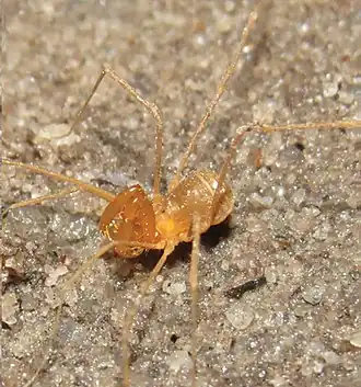 Description de l'image Speleomontia cavernicola (10.3897-subtbiol.36.60162) Figure 1 (cropped).jpg.