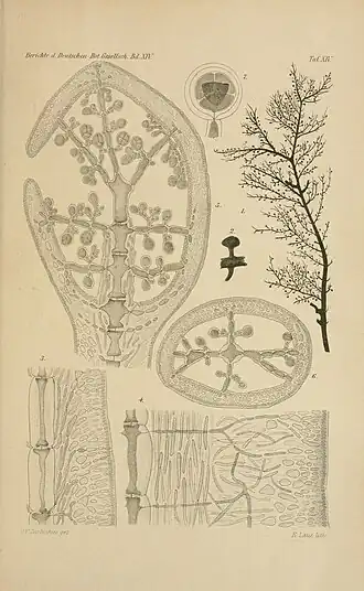 Description de l'image Spencerella australis.jpg.