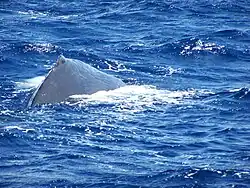 Photo de la partie terminale du dos du cachalot, avec la bosse dorsale particulièrement visible.