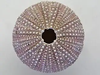 test de Sphaerechinus granularis.