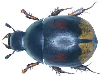 Description de cette image, également commentée ci-après