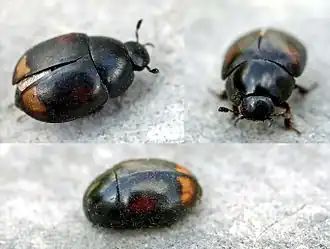 Description de cette image, également commentée ci-après