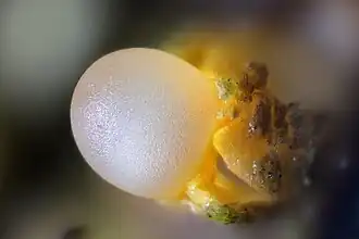 Description de l'image Sphaerobolus stellatus Gemeiner Kugelschneller.jpg.