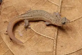 Description de l'image Sphaerodactylus arisae.jpg.