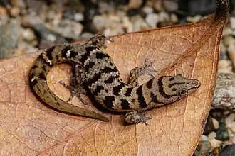 Description de l'image Sphaerodactylus epiurus MG 6089.jpg.