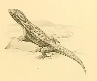 Description de l'image Sphaerodactylus macrolepis 01-Barbour 1921.jpg.