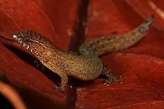 Description de l'image Sphaerodactylus parthenopion 002.jpg.