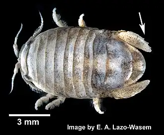 Sphaeroma quadridentatum (Sphaeromatidae)