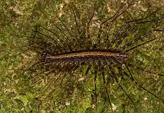 Sphendononema guildingii (Pselliodidae)