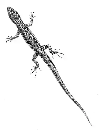 Description de l'image Sphenomorphus annectens 1897.jpg.