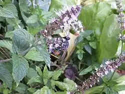 Sphex funerarius sur Menthe poivrée (Italie)