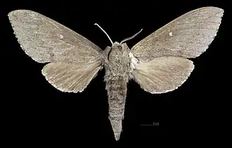 Avers de la femelle (coll.MHNT)