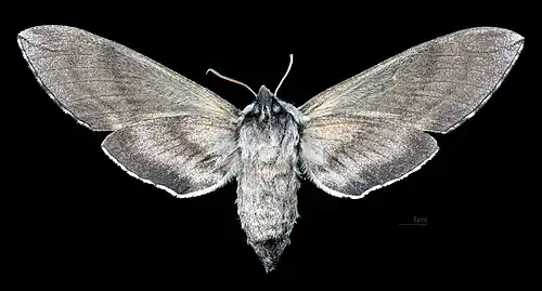 Face ventrale de la femelle (coll.MHNT)