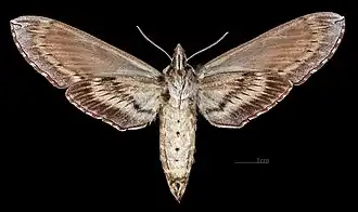 ♀ △Face ventrale (coll.MHNT)