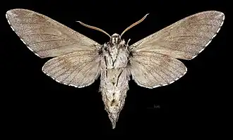 Revers du mâle  (coll. MHNT)