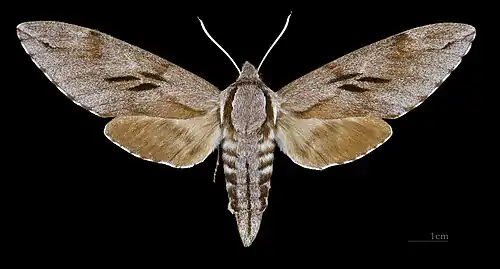 Avers de la femelle (coll. MHNT)