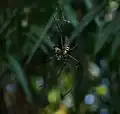 Araignée Nephila