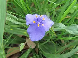 Description de l'image Spiderwort (7024727445).jpg.