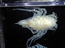 Spinoserolis beddardi